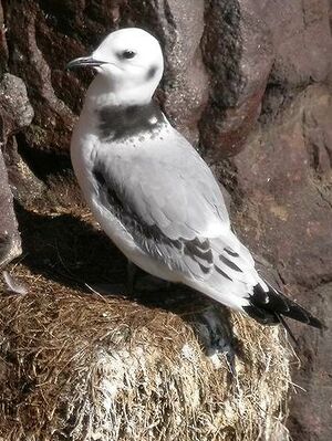 Mouette tridactyle