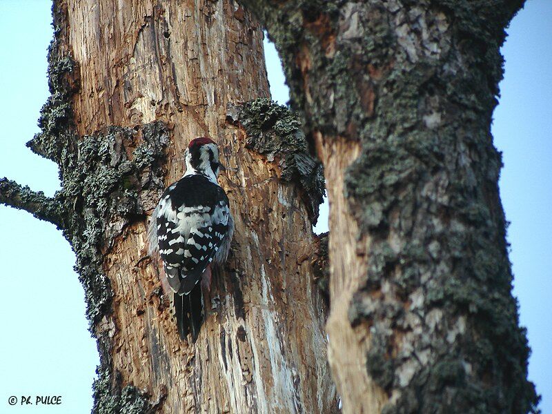 White-backed Woodpecker