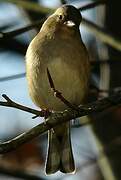 Eurasian Chaffinch