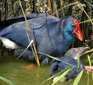 Purple Swamphen 
&copy; Philippe Pulce