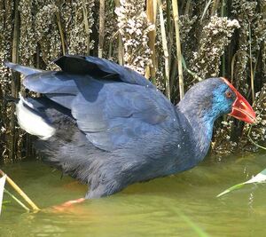 Purple Swamphen 
&copy; Philippe Pulce