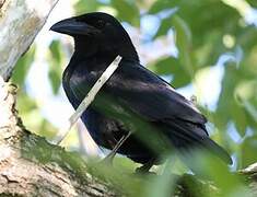 Cuban Crow