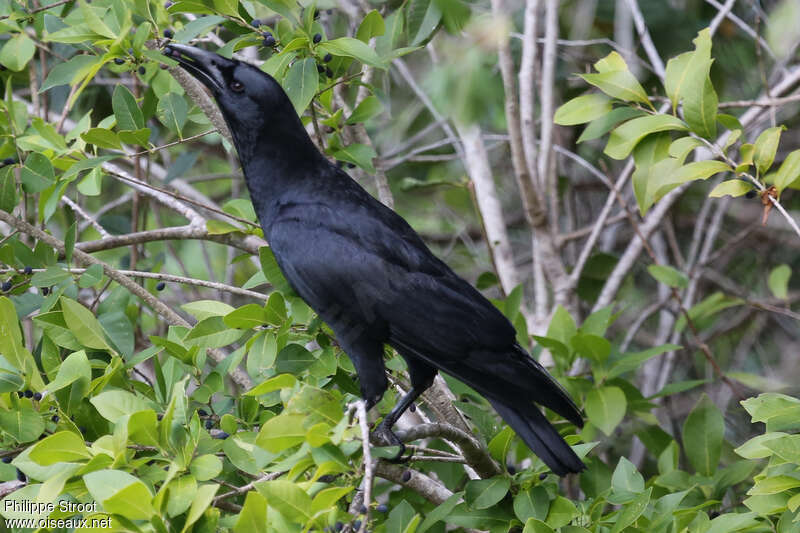 Cuban Crow, feeding habits