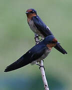 Pacific Swallow