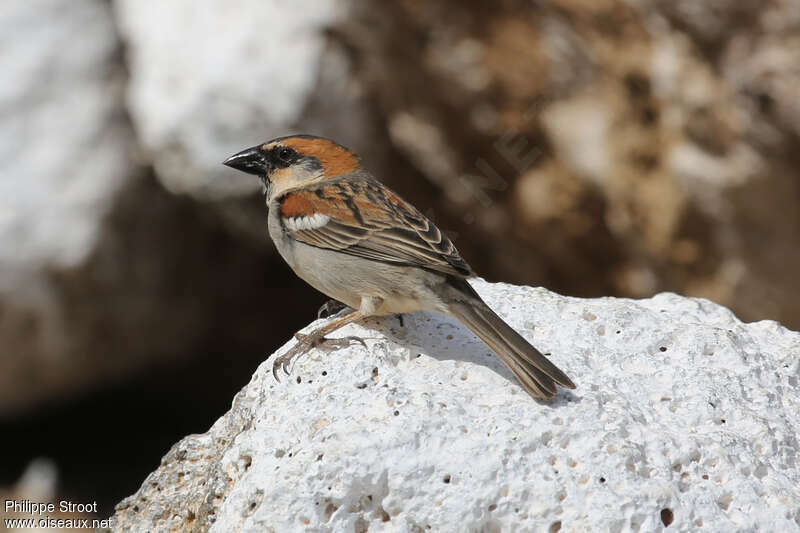 Iago Sparrow male adult breeding, identification
