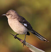 Northern Mockingbird
