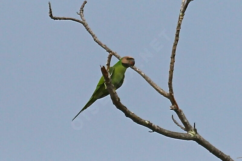 Red-breasted Parakeet
