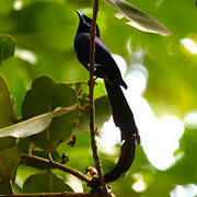 Seychelles Paradise Flycatcher