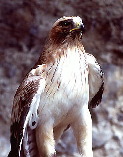 Booted Eagle