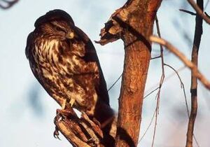 Buse variable