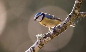Mésange bleue