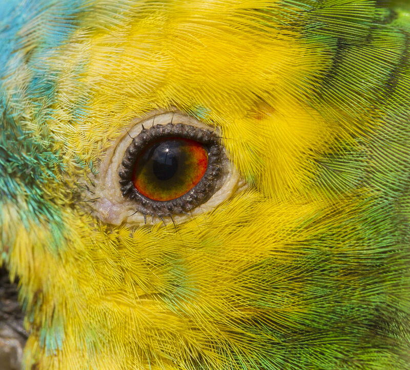 Turquoise-fronted Amazon