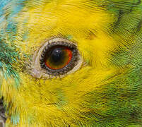 Turquoise-fronted Amazon