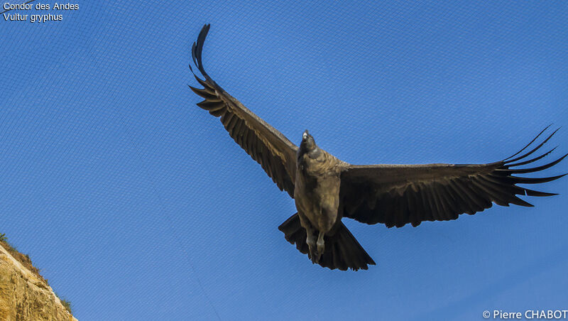 Andean Condor male, Flight