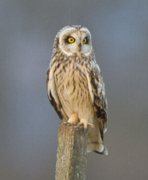 Short-eared Owl