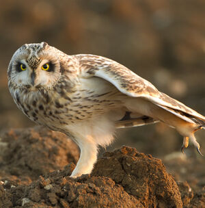 Short-eared Owl