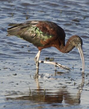 Ibis falcinelle 
&copy; Pierre Chabot