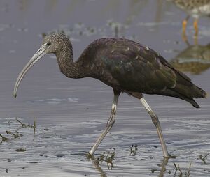 Ibis falcinelle 
&copy; Pierre Chabot