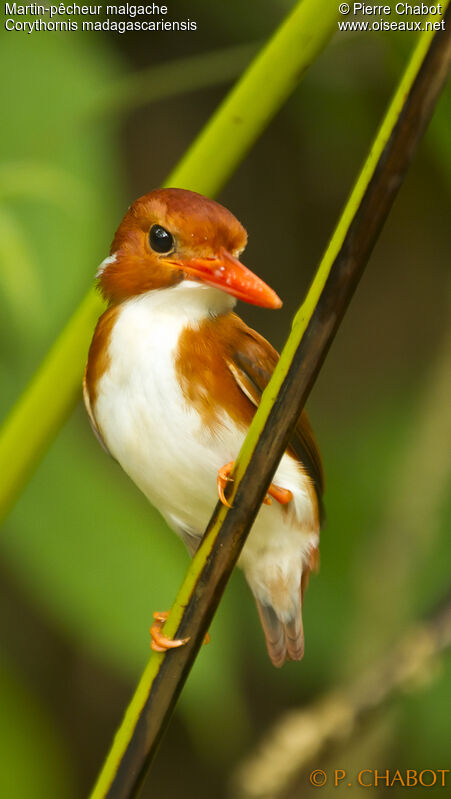 Madagascan Pygmy Kingfisher