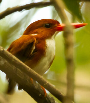 Madagascar Pygmy Kingfisher