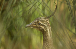 Tinamou élégant