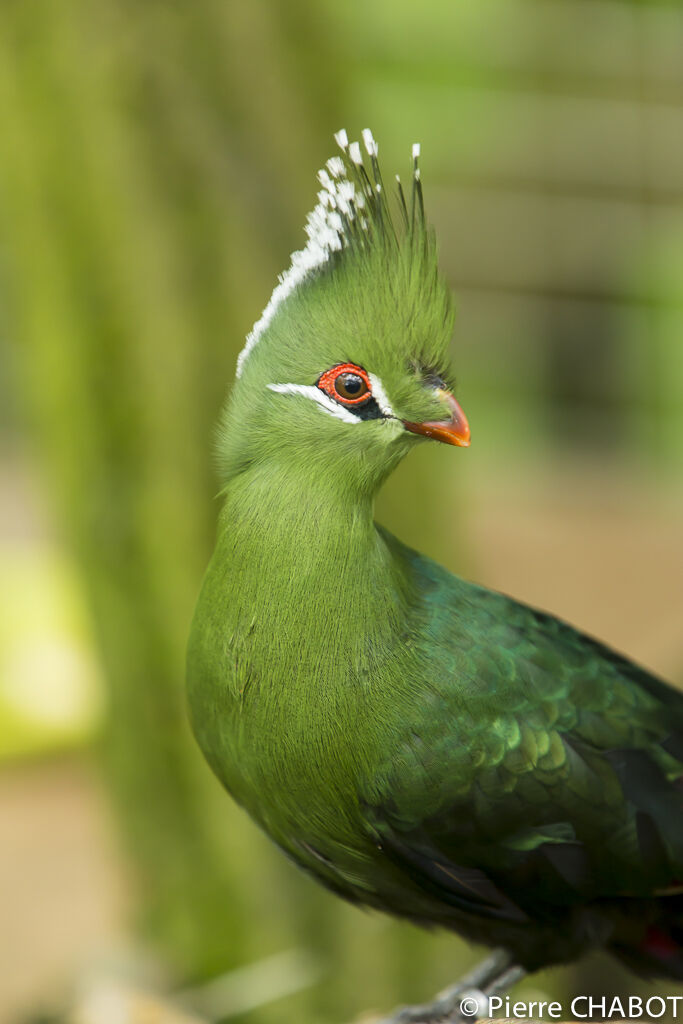 Livingstone's Turaco