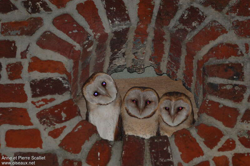 Western Barn Owl, habitat, pigmentation
