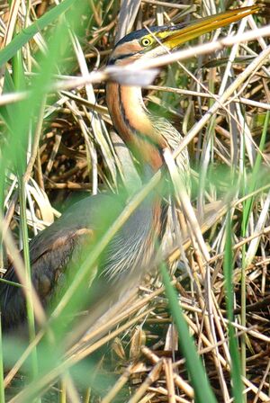 Purple Heron