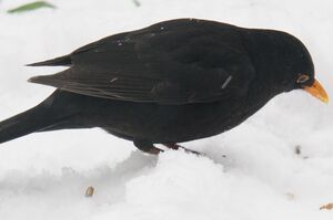 Common Blackbird