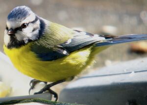 Eurasian Blue Tit 
&copy; Pierre Thuries