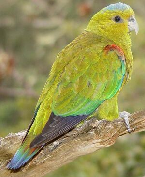 Fuertes's Parrot