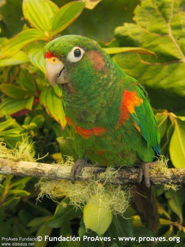 Santa Marta Parakeetadult, close-up portrait