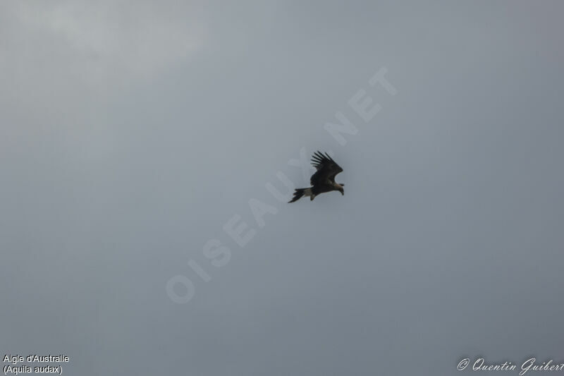 Wedge-tailed Eagle, Flight, fishing/hunting