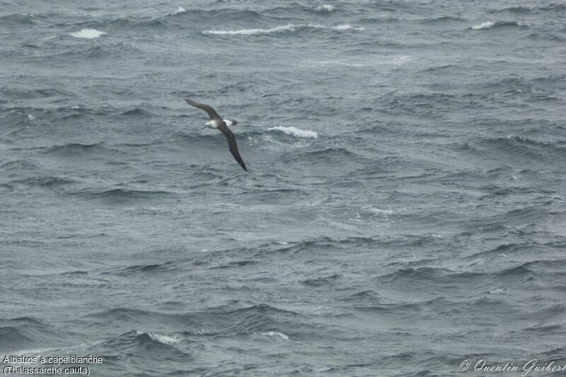 Shy Albatross, Flight