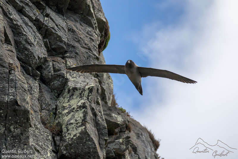 Light-mantled Albatross, Flight