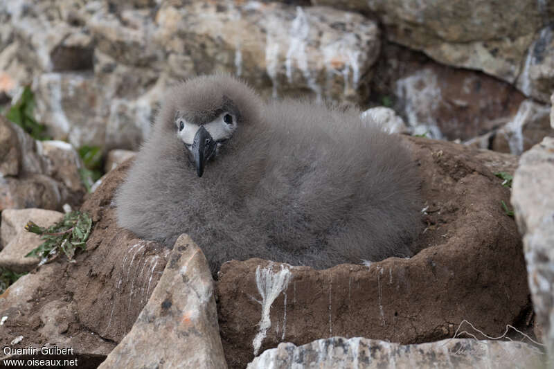 Albatros fuligineuxPoussin, Nidification