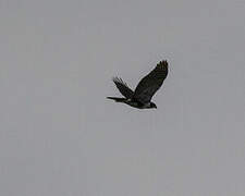 Black Sparrowhawk