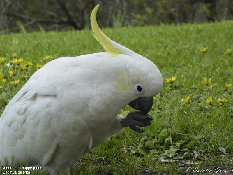 Sulphur-crested Cockatoo, identification, close-up portrait, eats