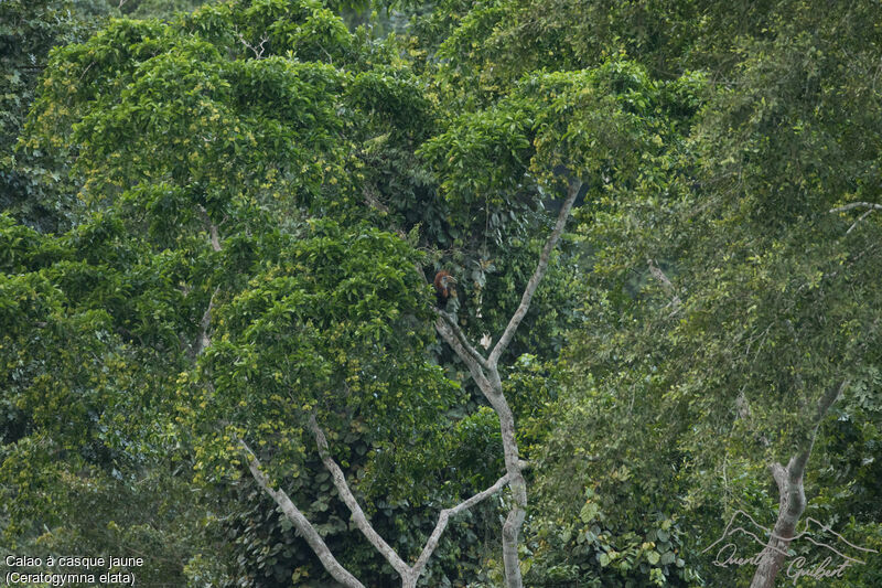 Yellow-casqued Hornbill female adult breeding, habitat