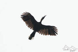 Black-casqued Hornbill