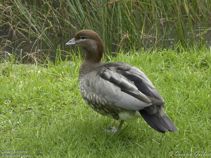 Maned Duck female adult breeding, identification