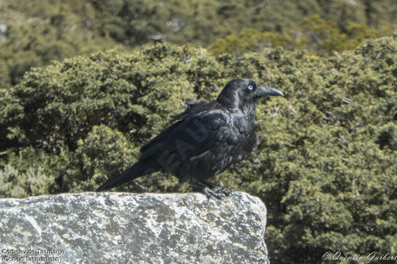 Corbeau de Tasmanie, identification