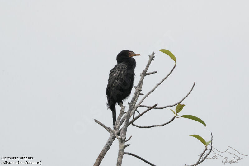 Cormoran africainadulte, identification