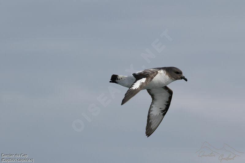 Cape Petrel, identification, Flight
