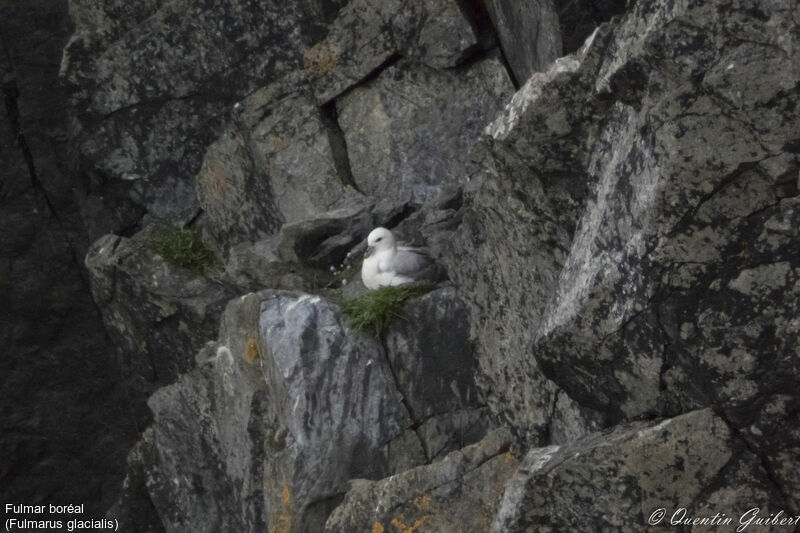 Northern Fulmaradult, habitat, Reproduction-nesting