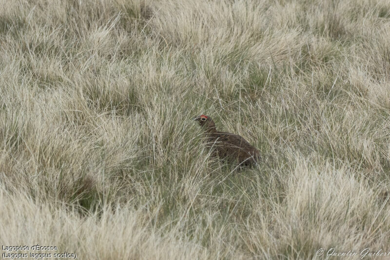 Lagopède d'Écosse mâle adulte nuptial, camouflage