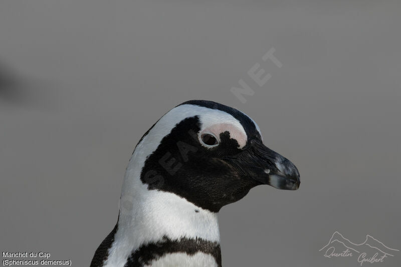 African Penguinadult breeding, close-up portrait