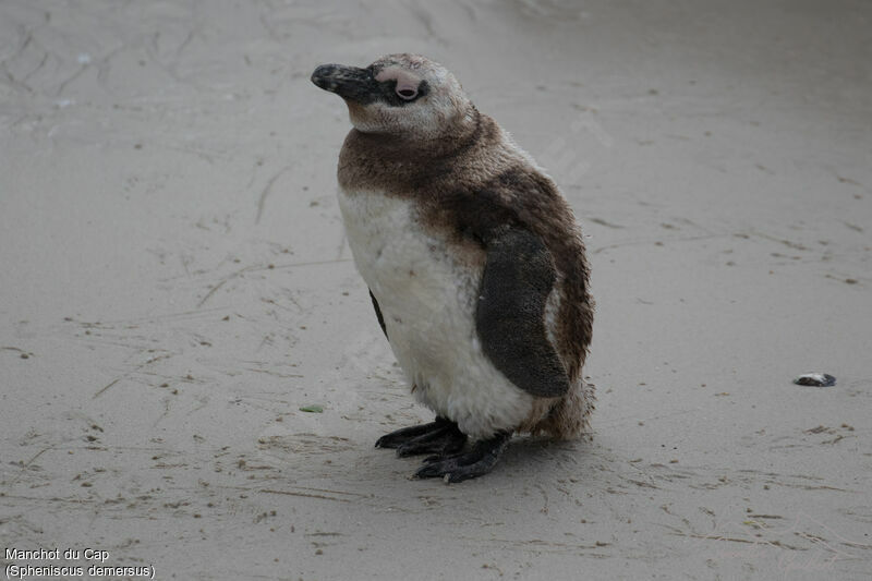 African Penguinjuvenile, moulting
