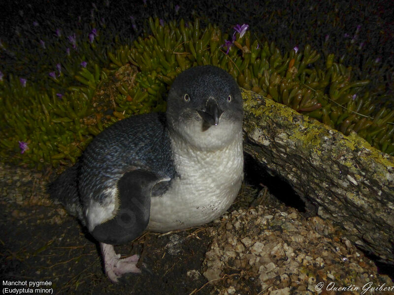 Little Penguinadult breeding, identification, close-up portrait, walking