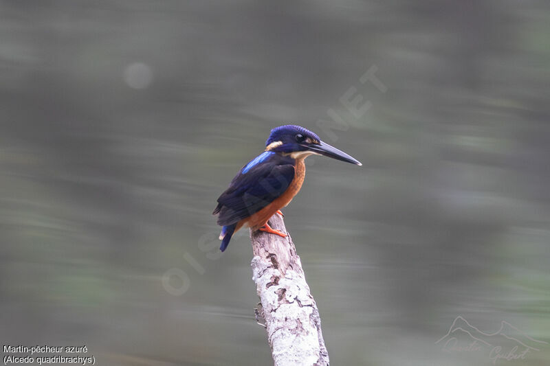 Shining-blue Kingfisher, identification